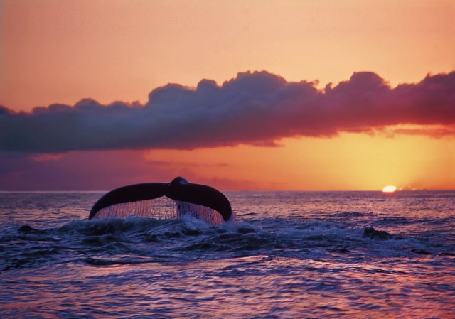 Great Whale Sunset