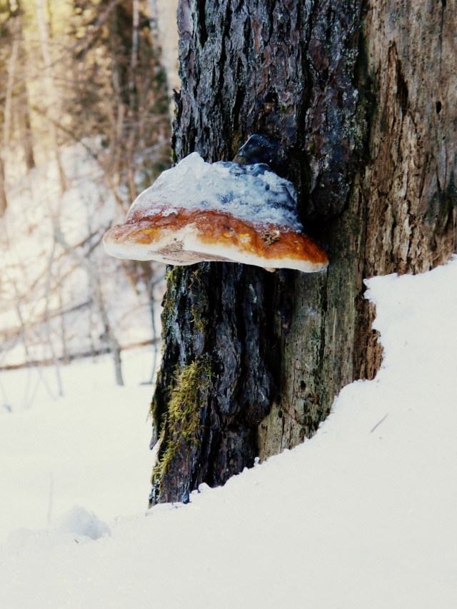 Pilz mit Eis