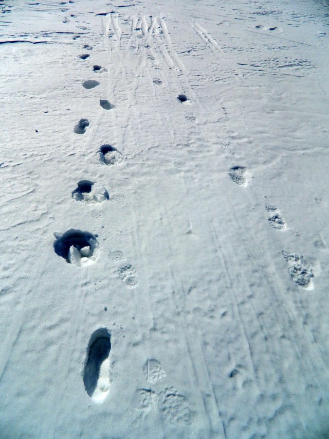steps in the snow