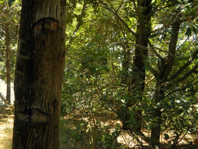 tree with face