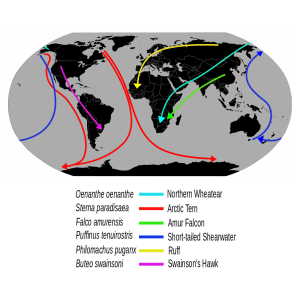 Vögel ziehen zweimal im Jahr um. Wieso machen wir es nicht genauso?