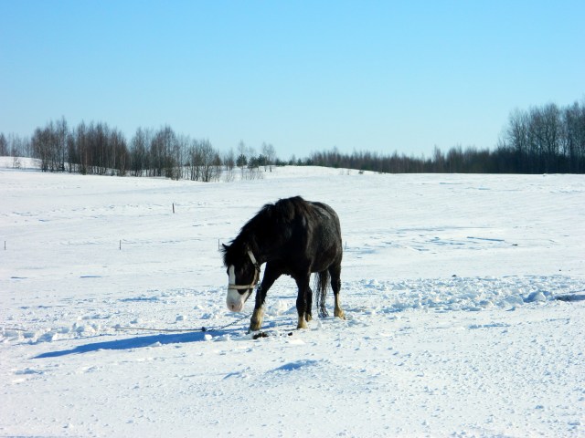 horse in snow 2