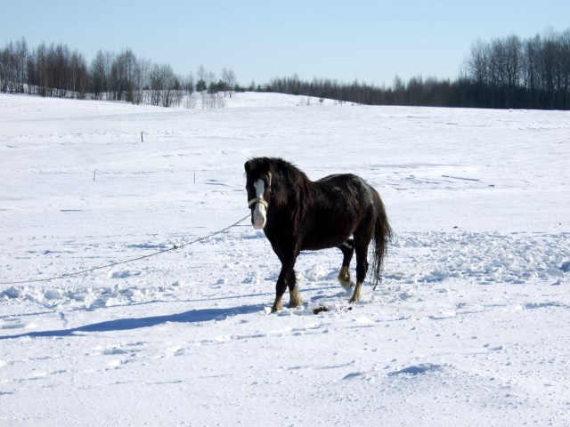 horse in snow 3