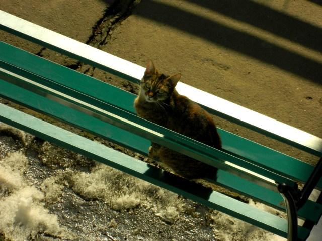 cat balcony 2