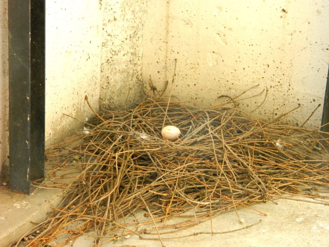 Nest1