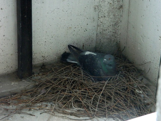 Nest2