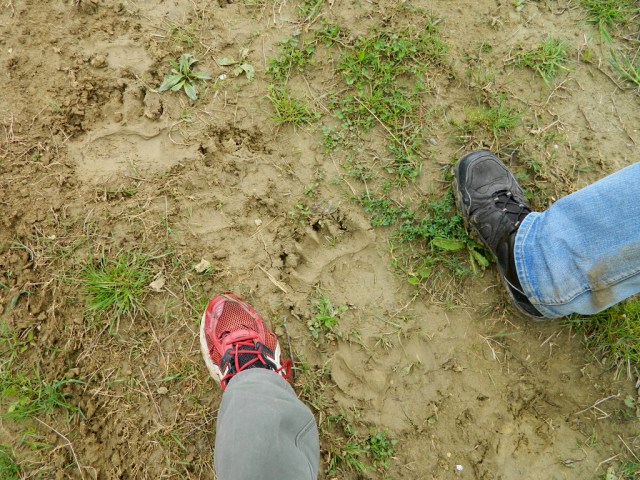 Bärenspuren Vergleich