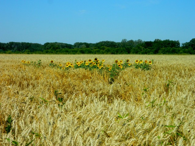 Sonnenblumen Getreide