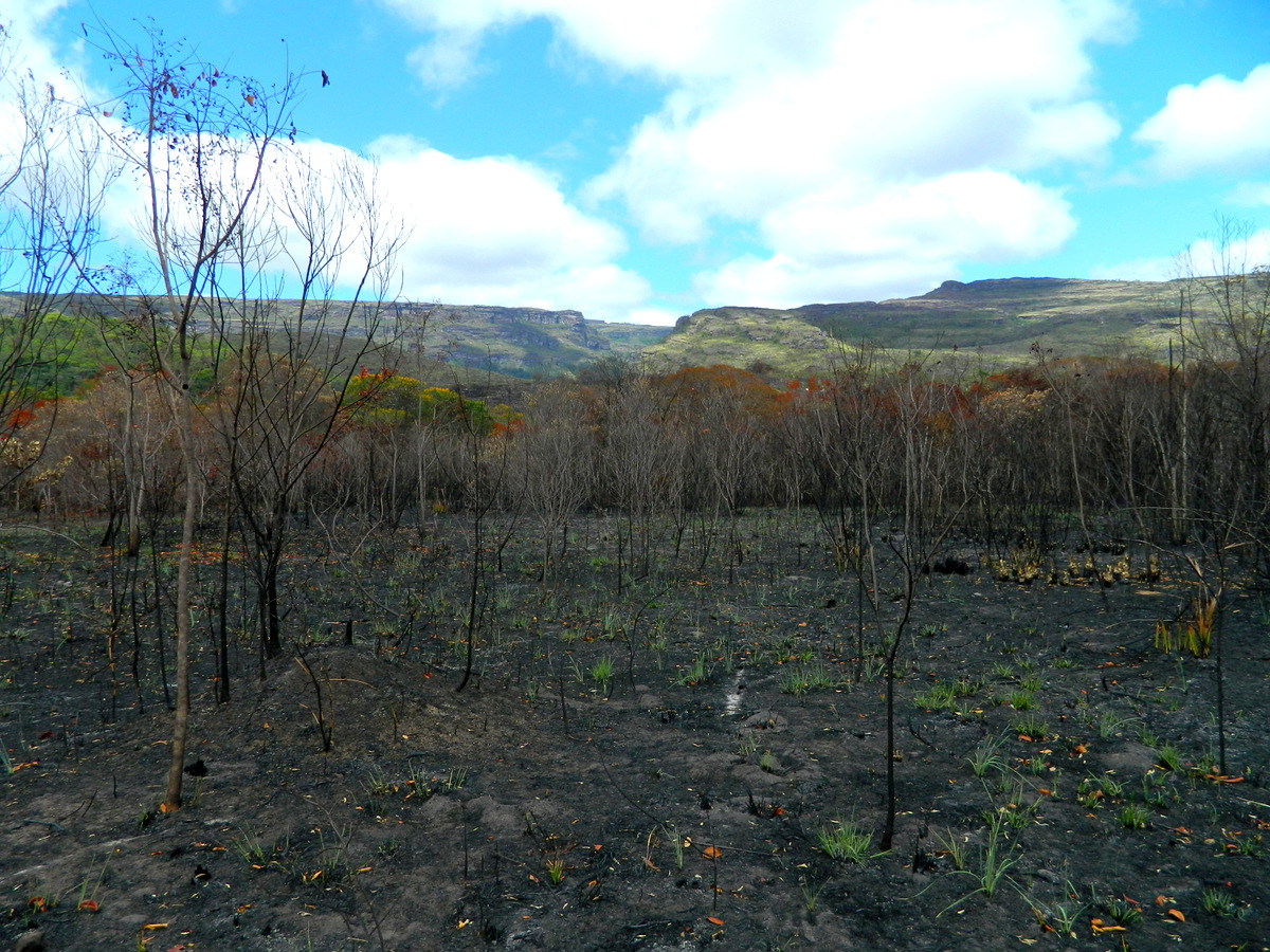 Waldbrand1