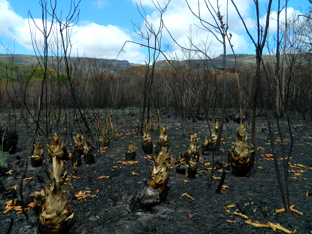 Waldbrand2