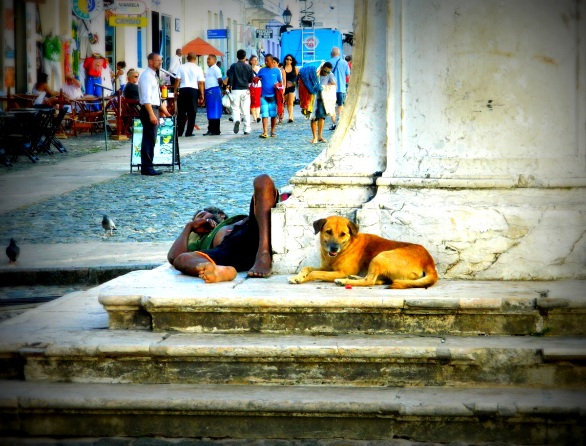 Obdachloser Hund.JPG