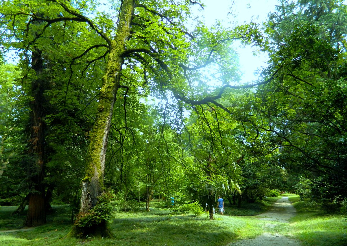 botanical garden.JPG