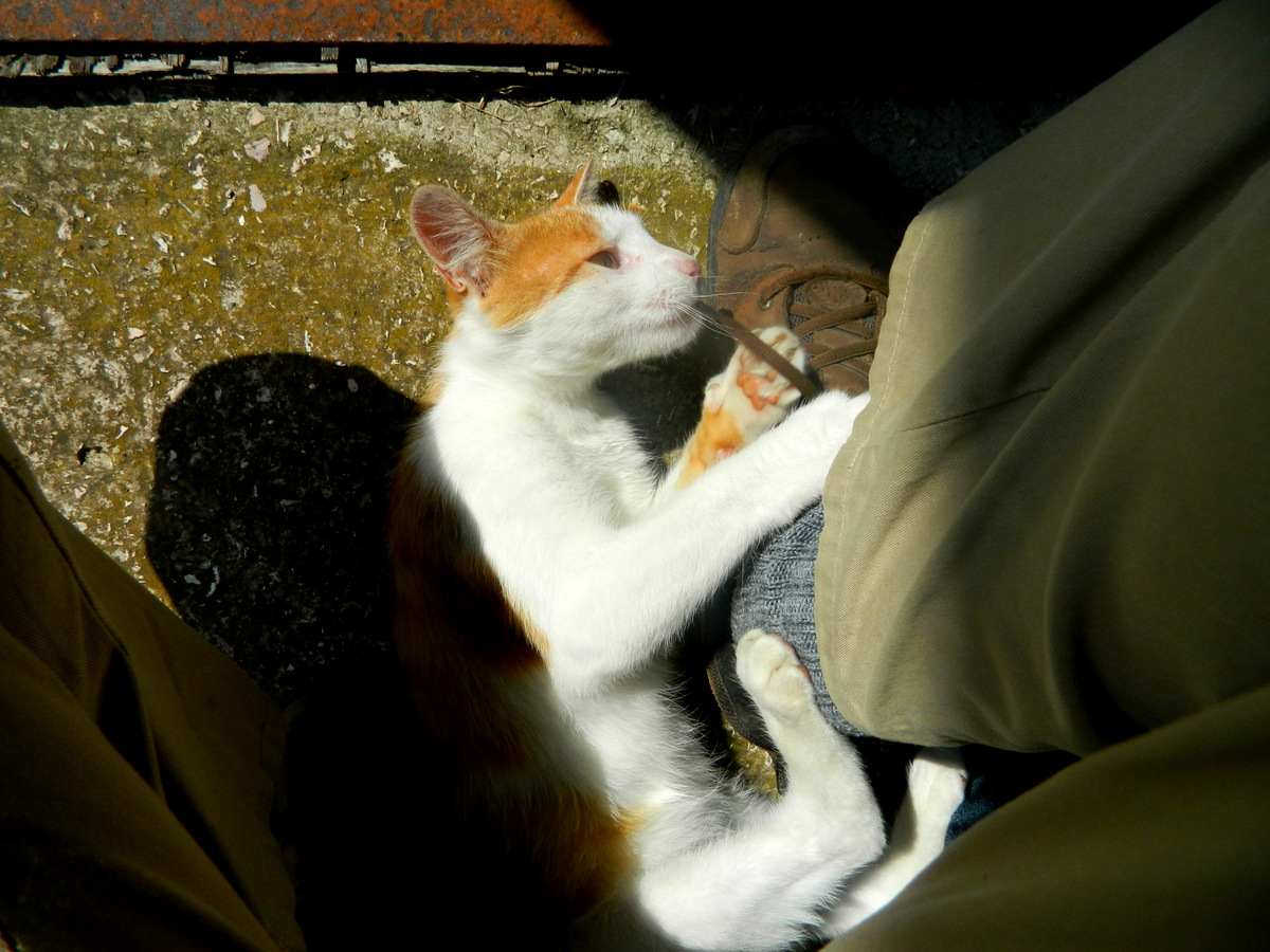 Katze Schnürsenkel.JPG