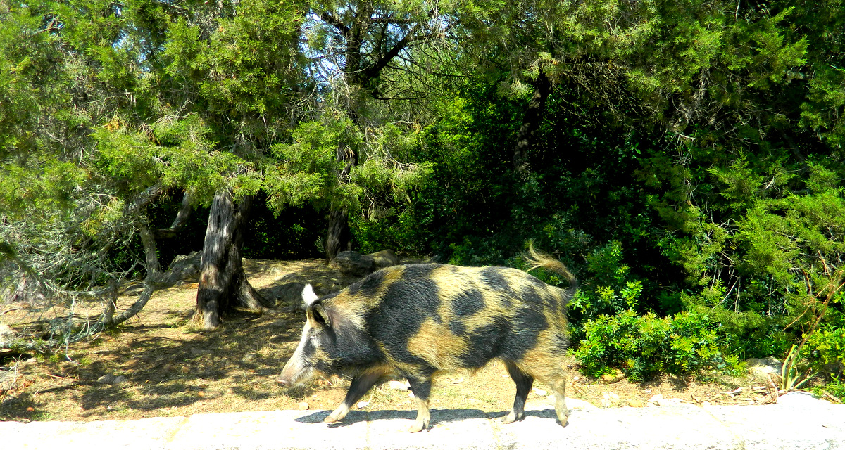 Wildschwein.JPG