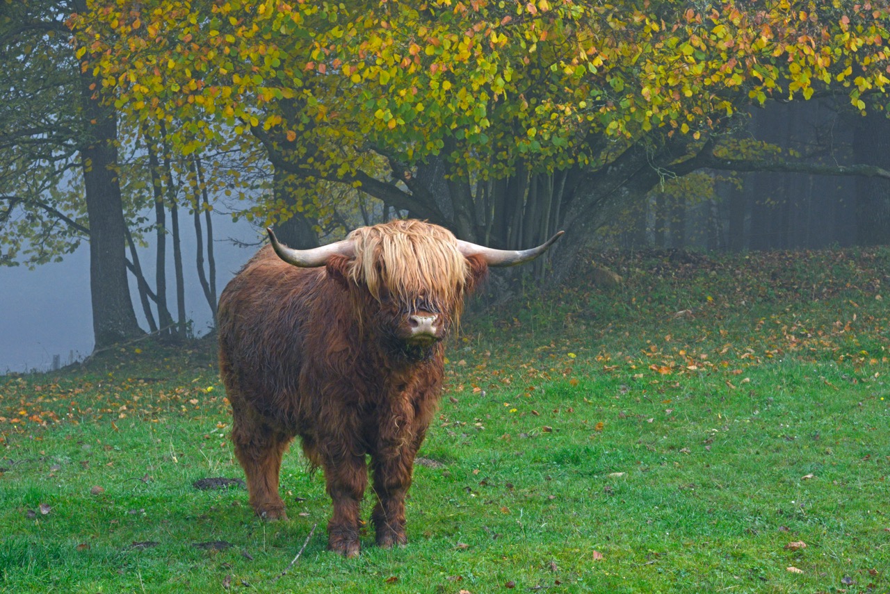 Highland cattle.jpeg