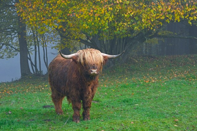 Highland cattle.jpeg