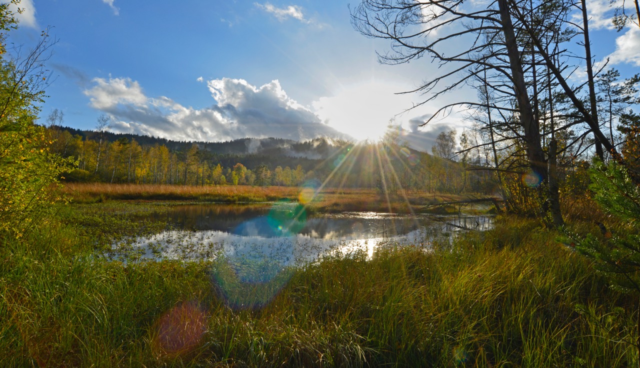 Kulzer Moos_DSC3545.jpeg