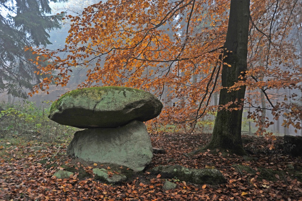 Moser Steinpilz_DSC4034.jpeg