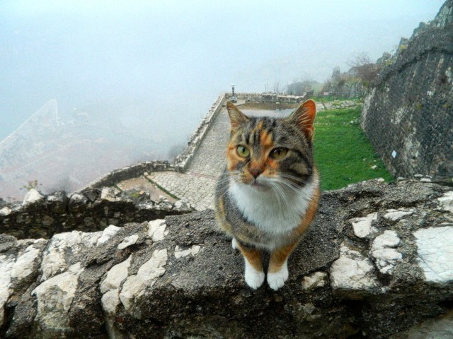 cat above Kotor 2.JPG