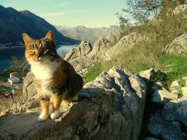 cat above Kotor.JPG