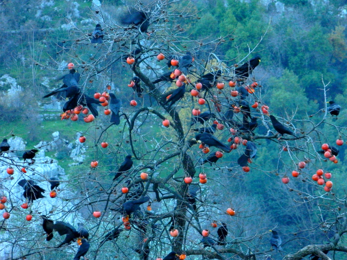 Vögel Frühstück.JPG