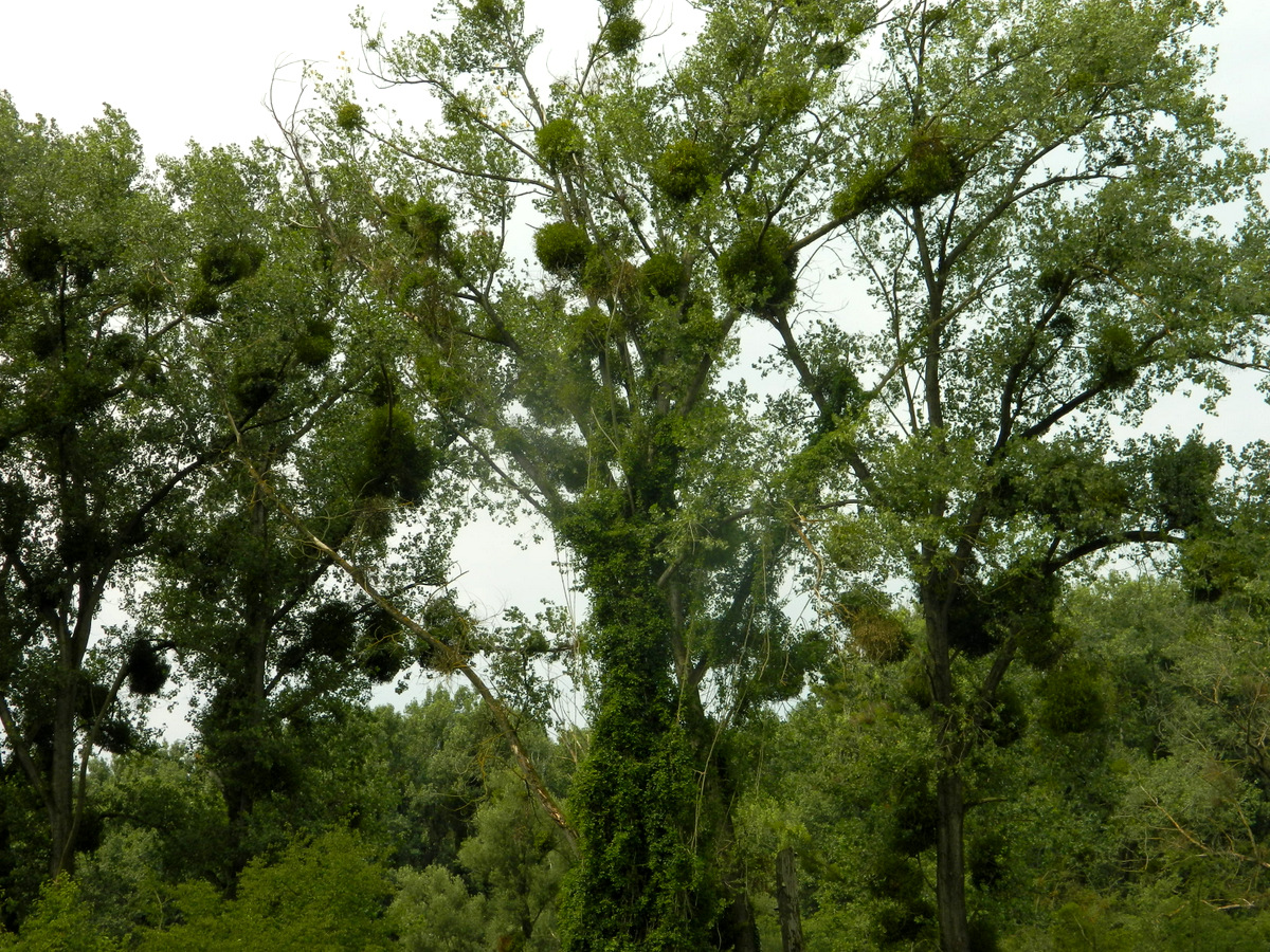 fleischfressende Pflanzen.JPG