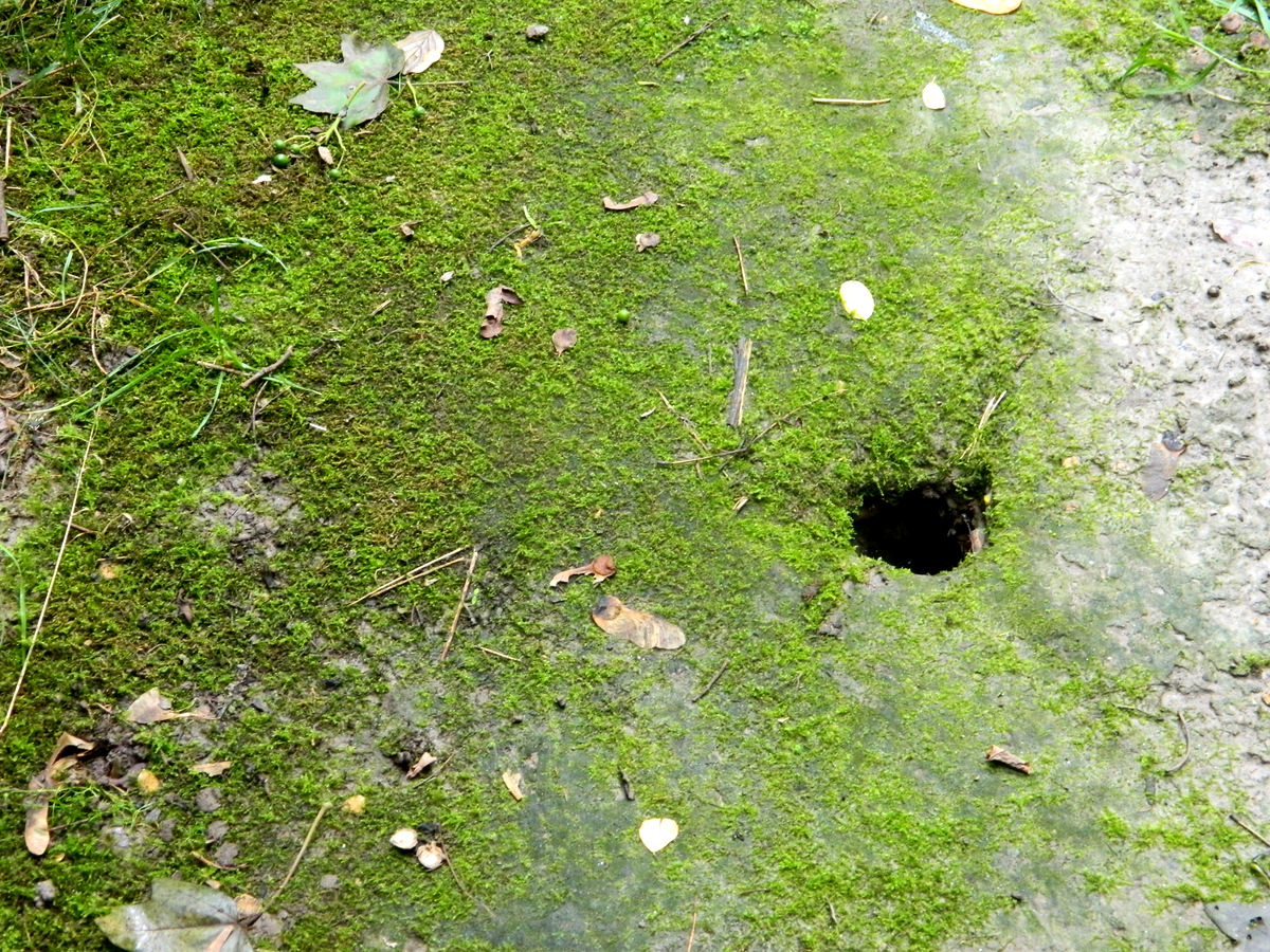 Schlangenloch klein.JPG