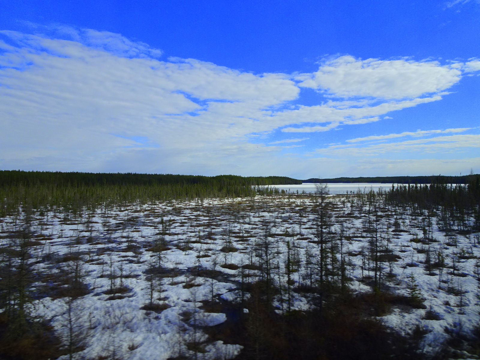 Wald Schnee Taiga.JPG