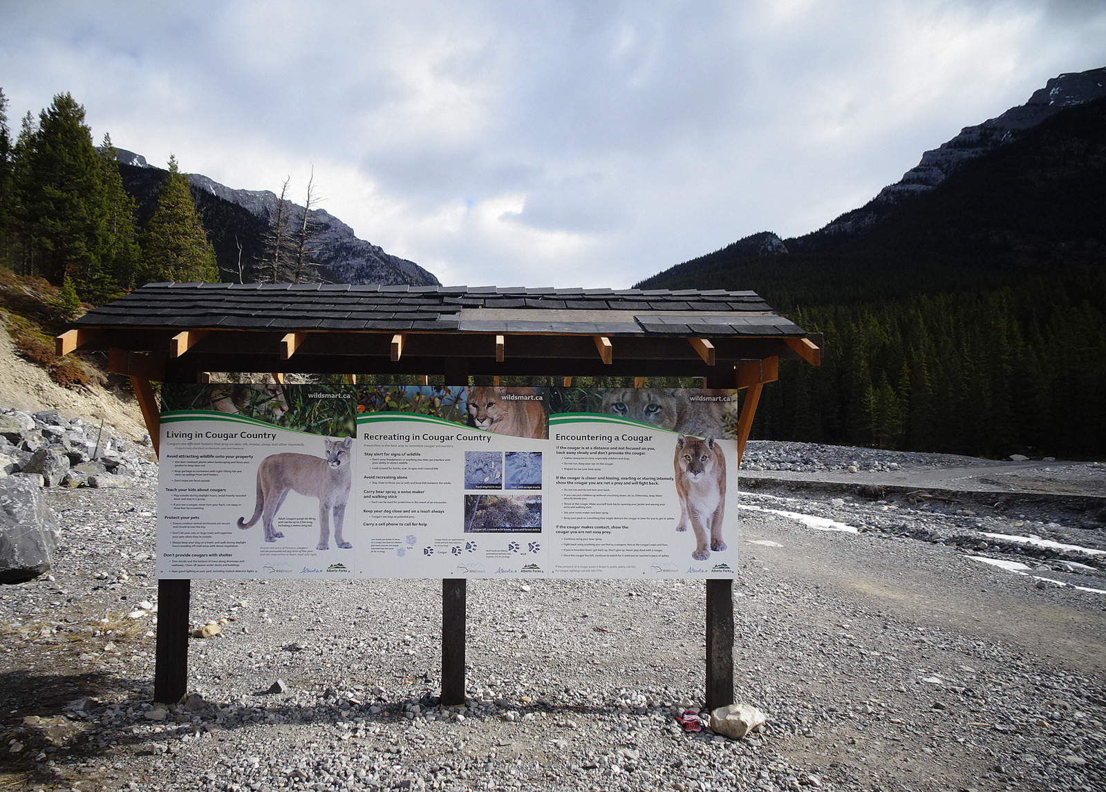 warning cougars.JPG