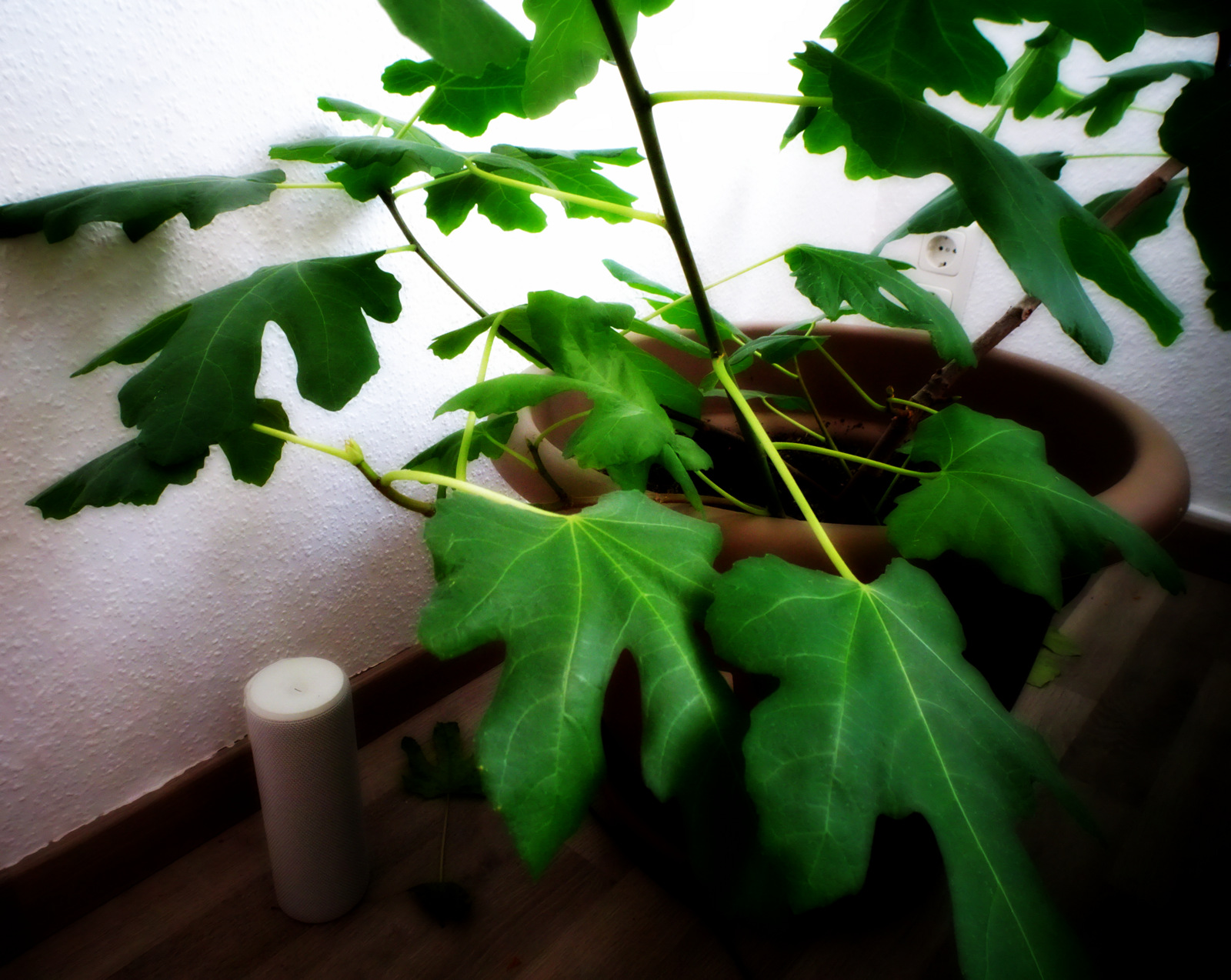 Keti-Kikoshvili-Feigenbaum