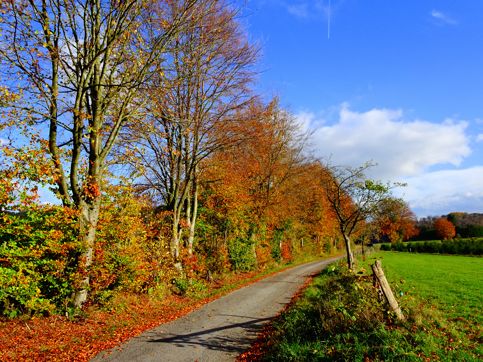 Allee Herbstfarben 1