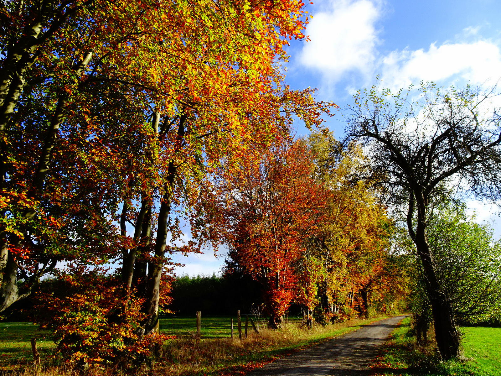 Allee Herbstfarben 2