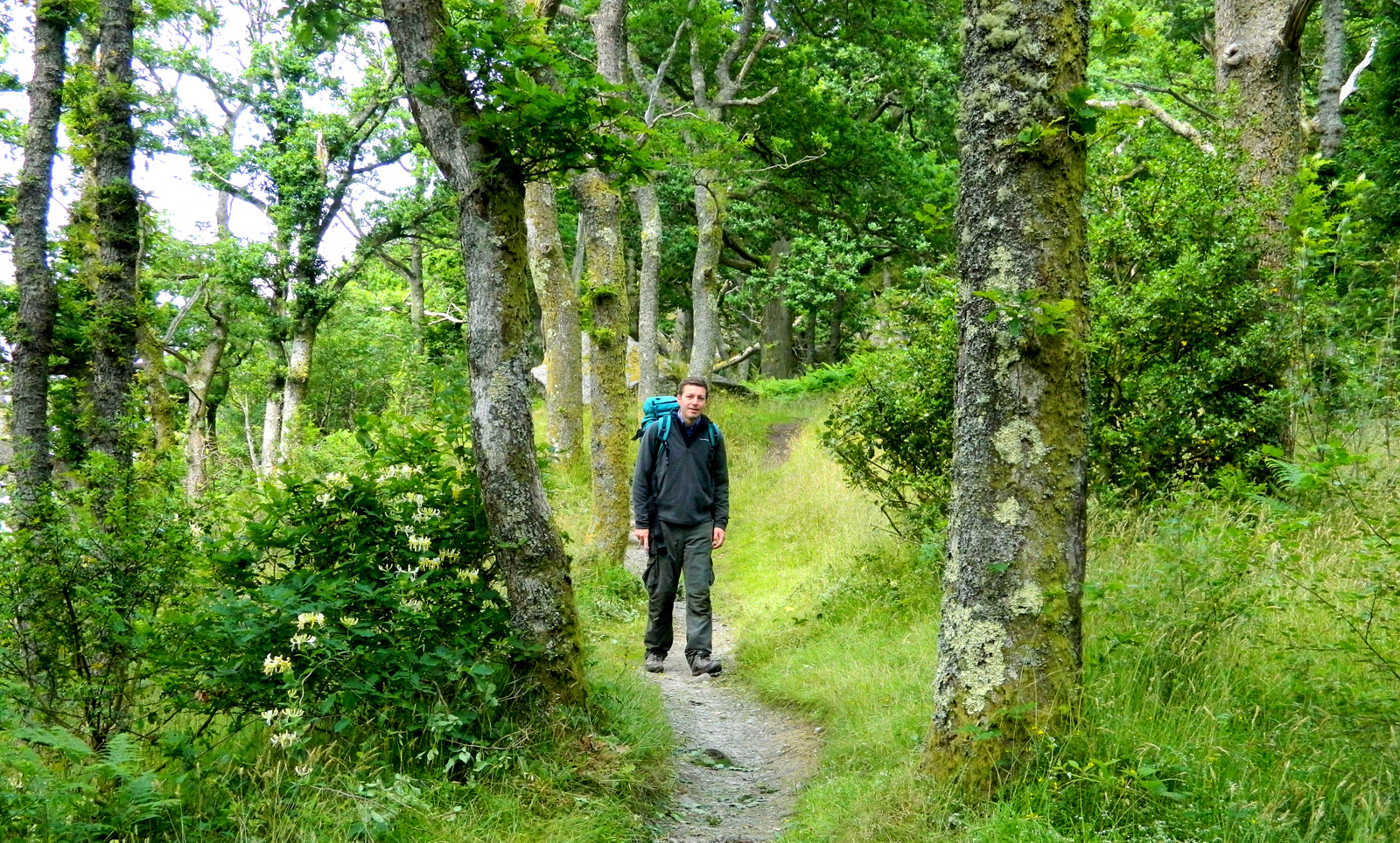 Andres Moser forest WHW