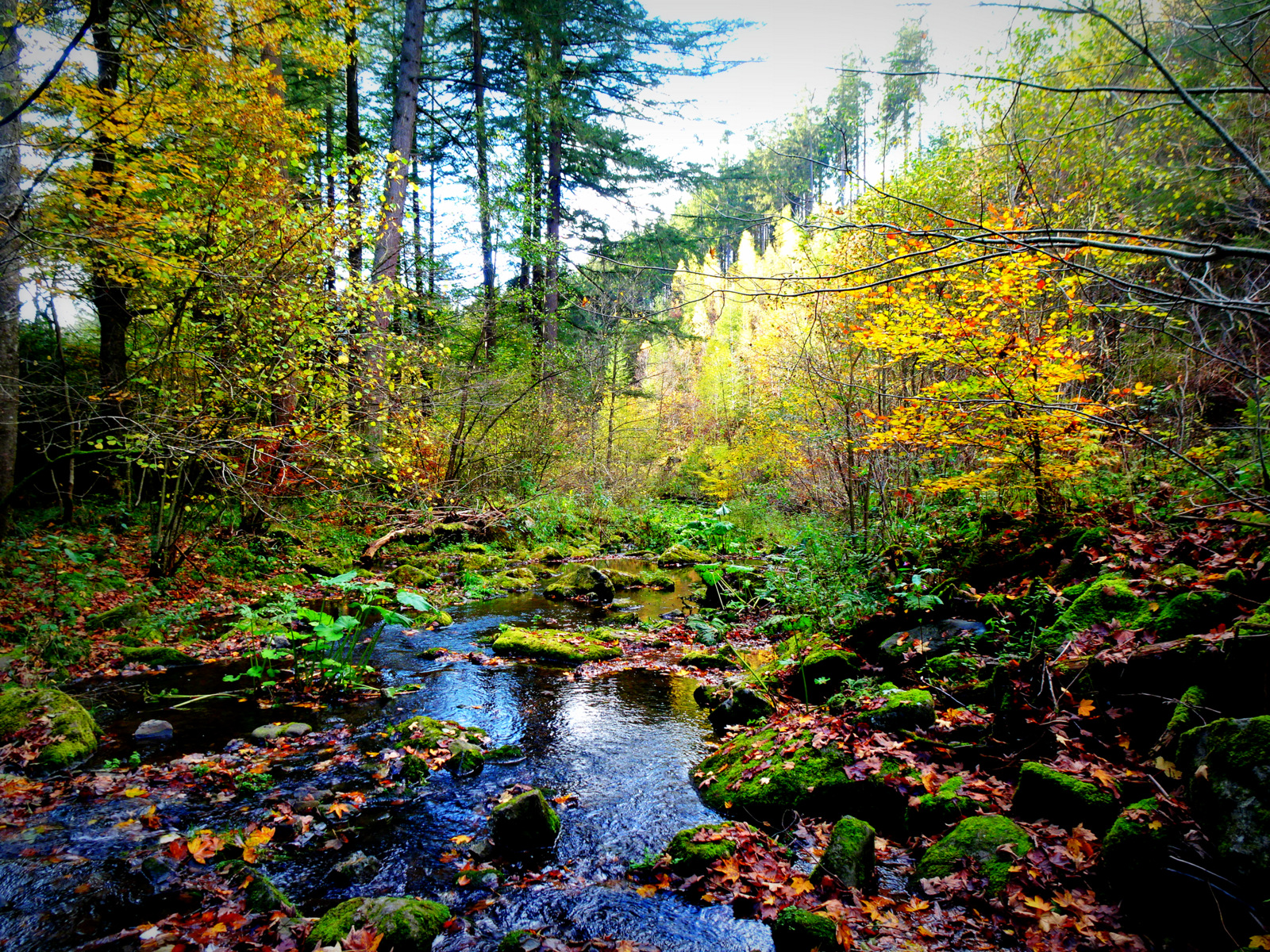 Bach mit Herbstfarben 1