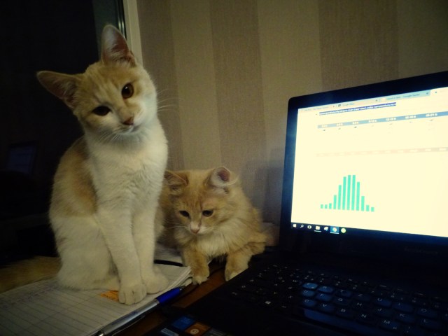 cats by the computer.JPG