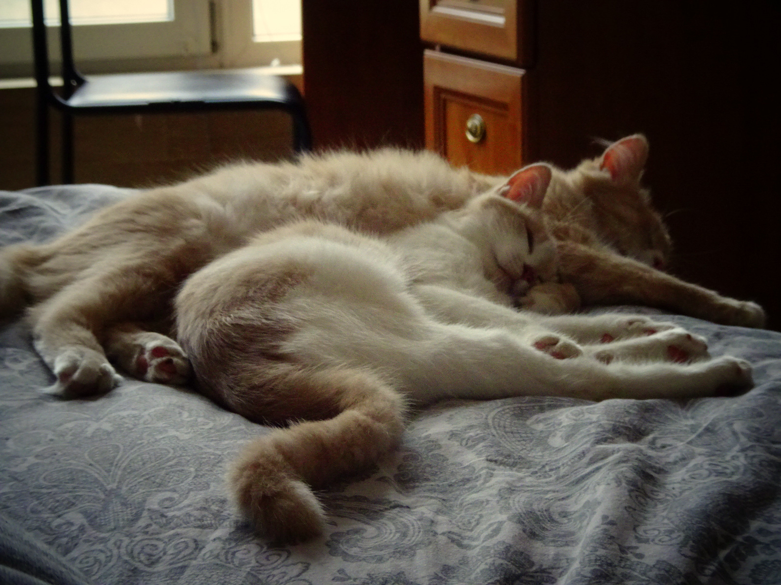 cats sleeping together