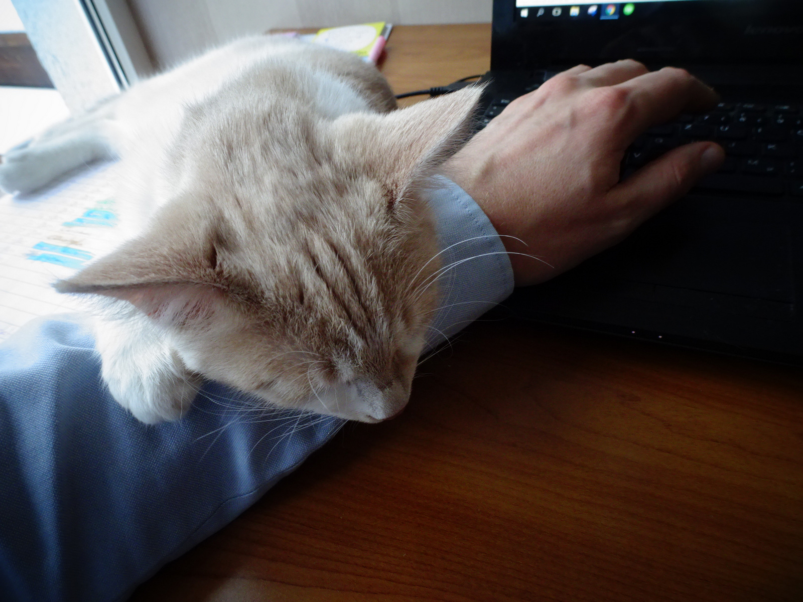 Stella on my arm.JPG