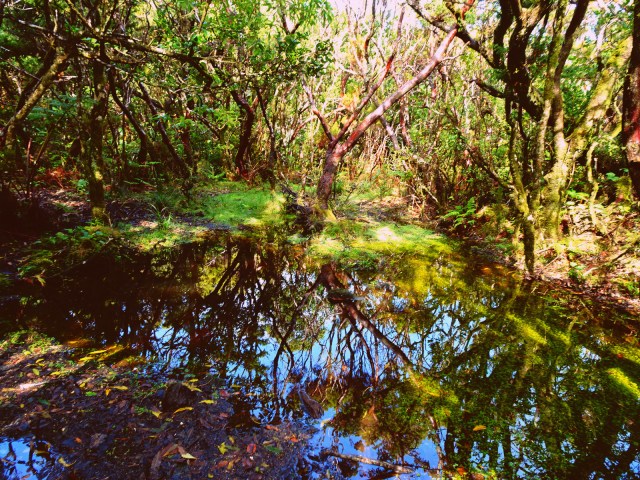 swamp