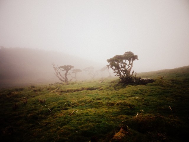 Lagoa do Capitao trees