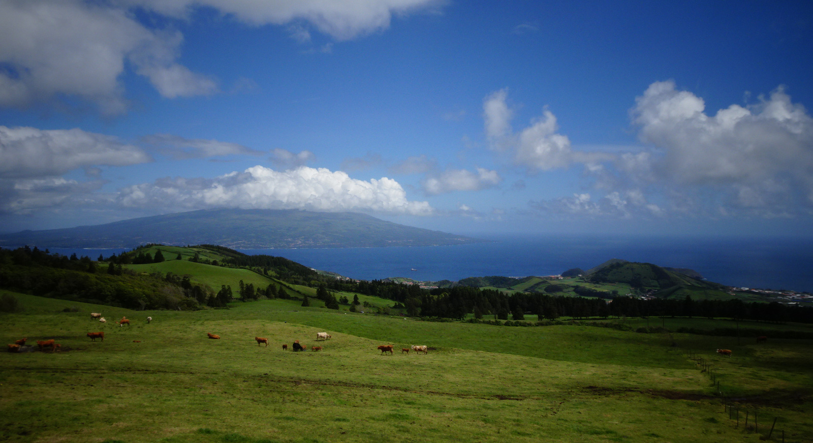 happy cows on Faial