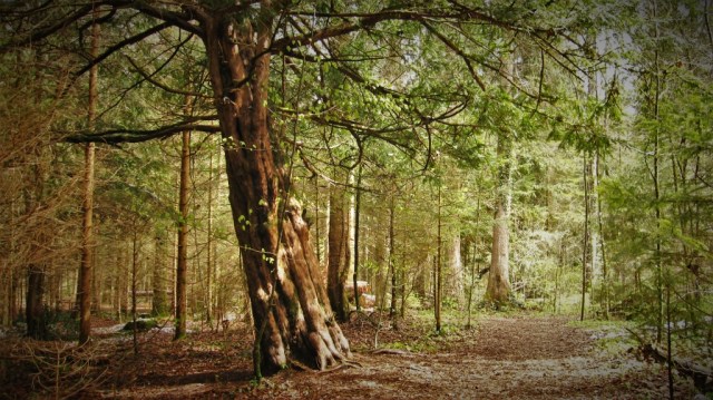 eibenwald_paterzell1-1024x575-1